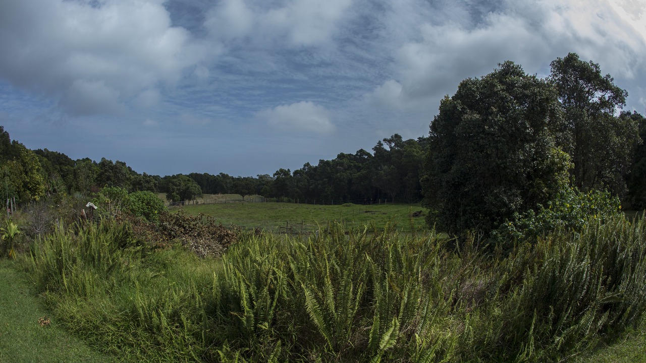 Photo of Others in Honokaa