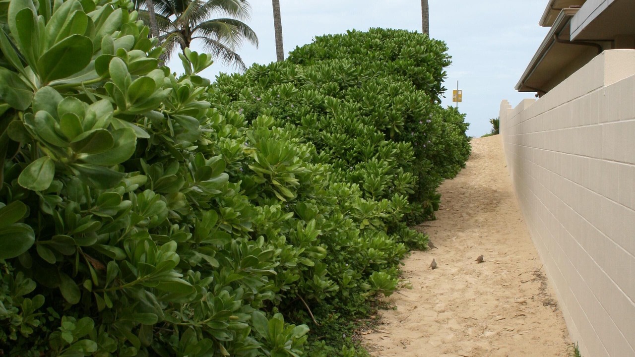 Photo of Others in Kailua