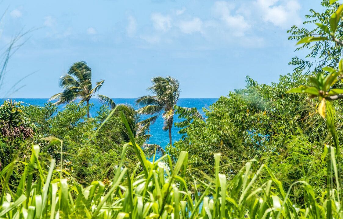 Photo of Outdoor in Ka'a'awa