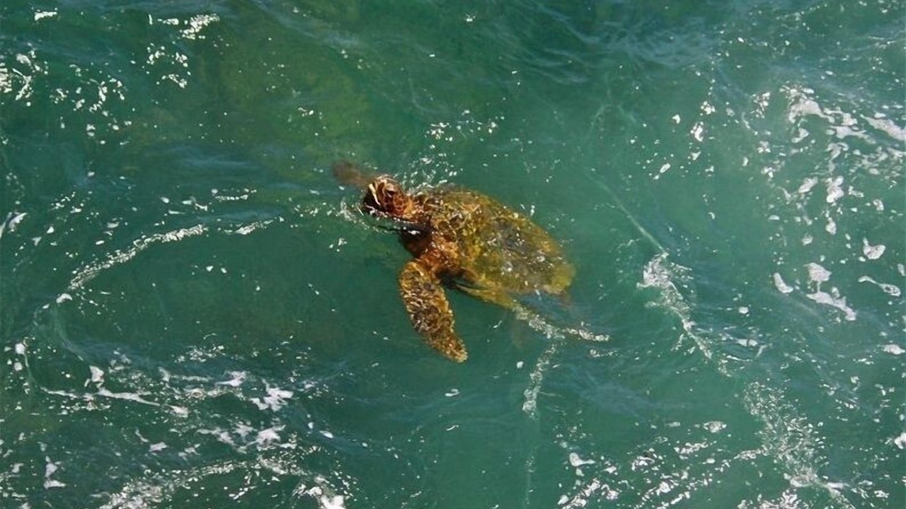 Photo of Others in Poipu