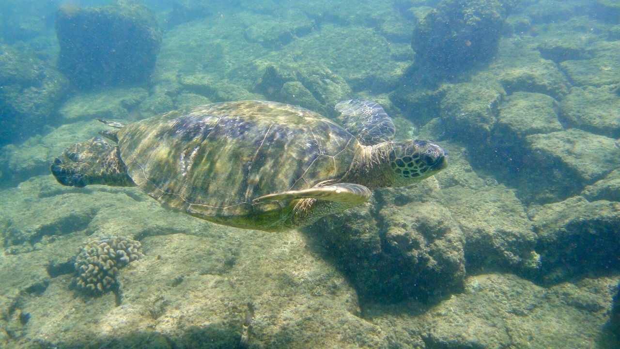 Photo of Others in Poipu