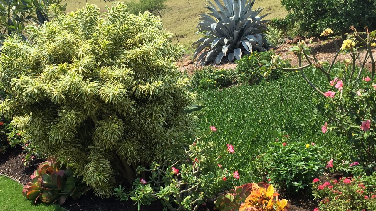 Photo of Outdoor in Kohala Estates