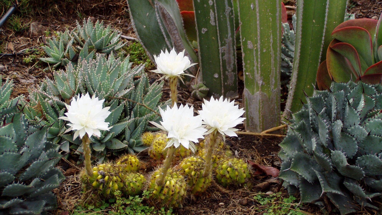 Photo of Others in Kohala Estates