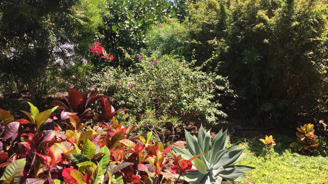 Photo of Others in Kohala Estates