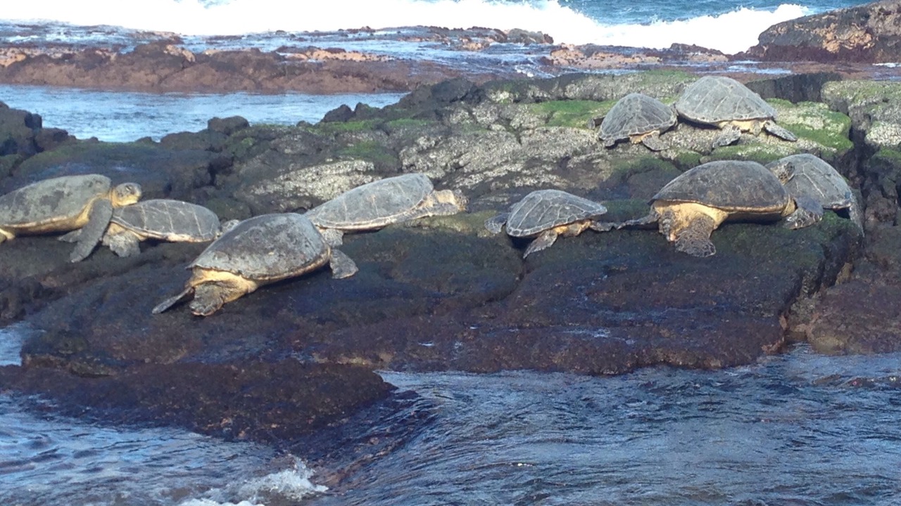 Photo of Others in Hilo