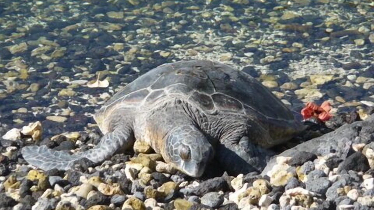 Photo of Others in Waikoloa