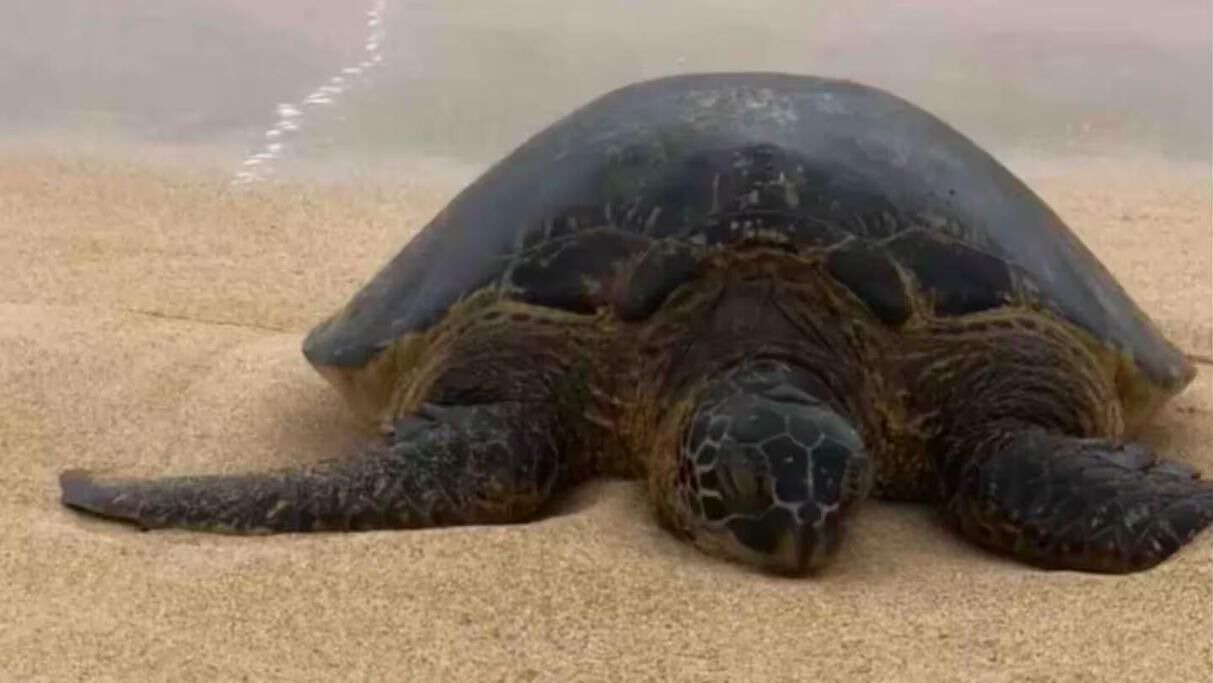 Photo of Others in Kahuku