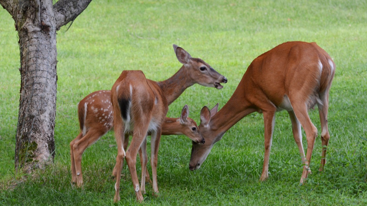 Photo of Others in Lake Goodwin