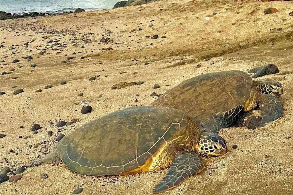 Photo of Others in Maalaea