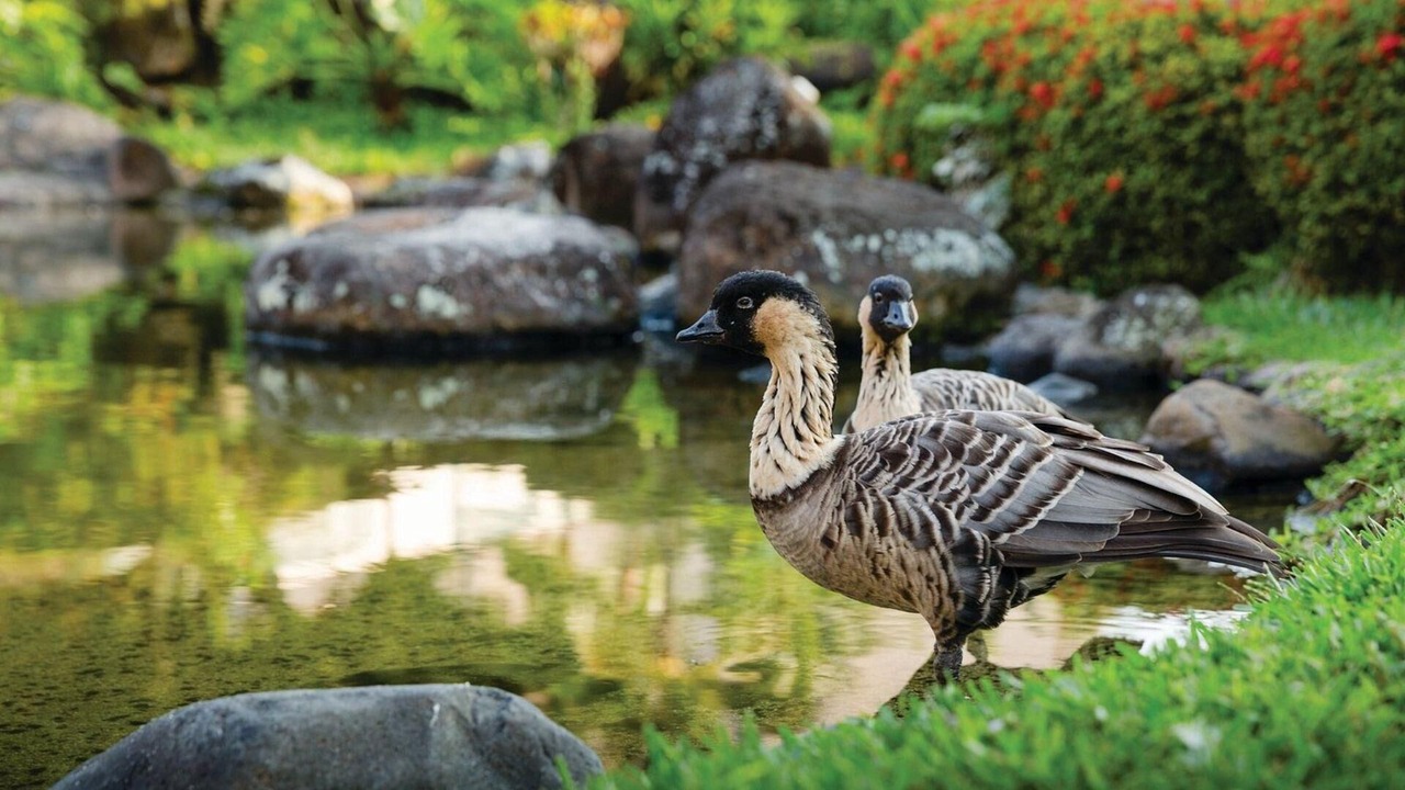 Photo of Others in Lihue