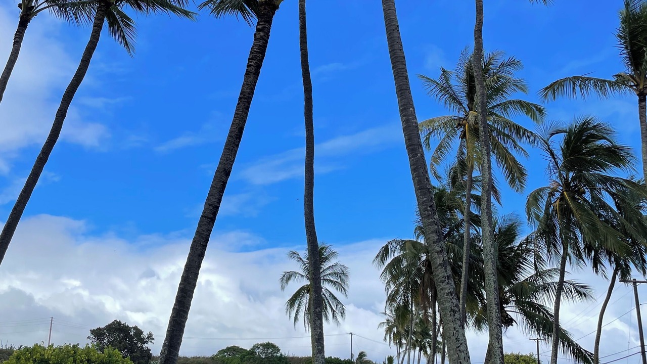 Photo of Others in Poipu