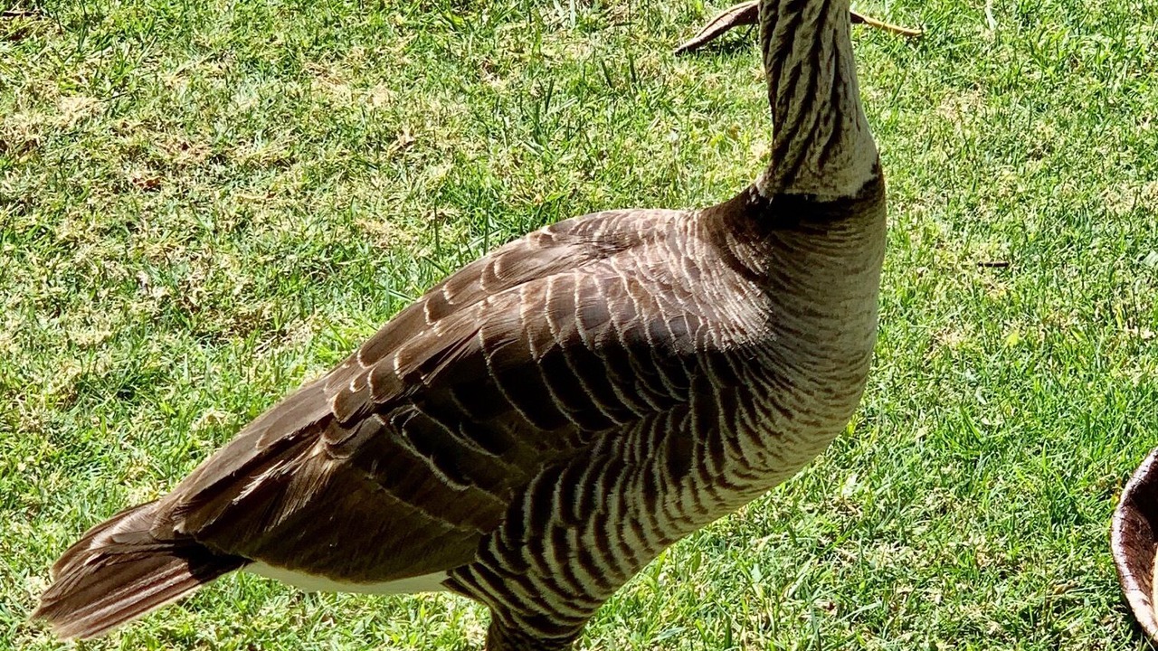 Photo of Others in Waikoloa