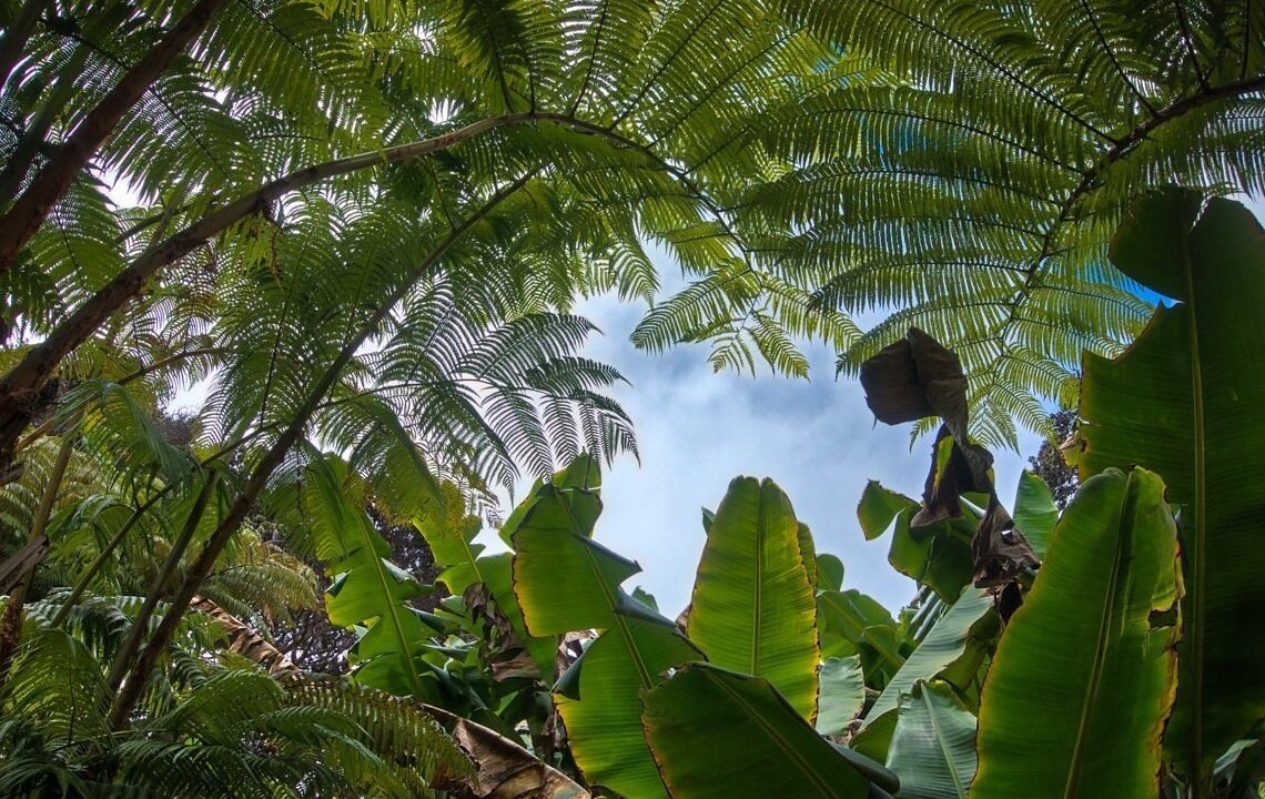 Photo of Outdoor in Volcano