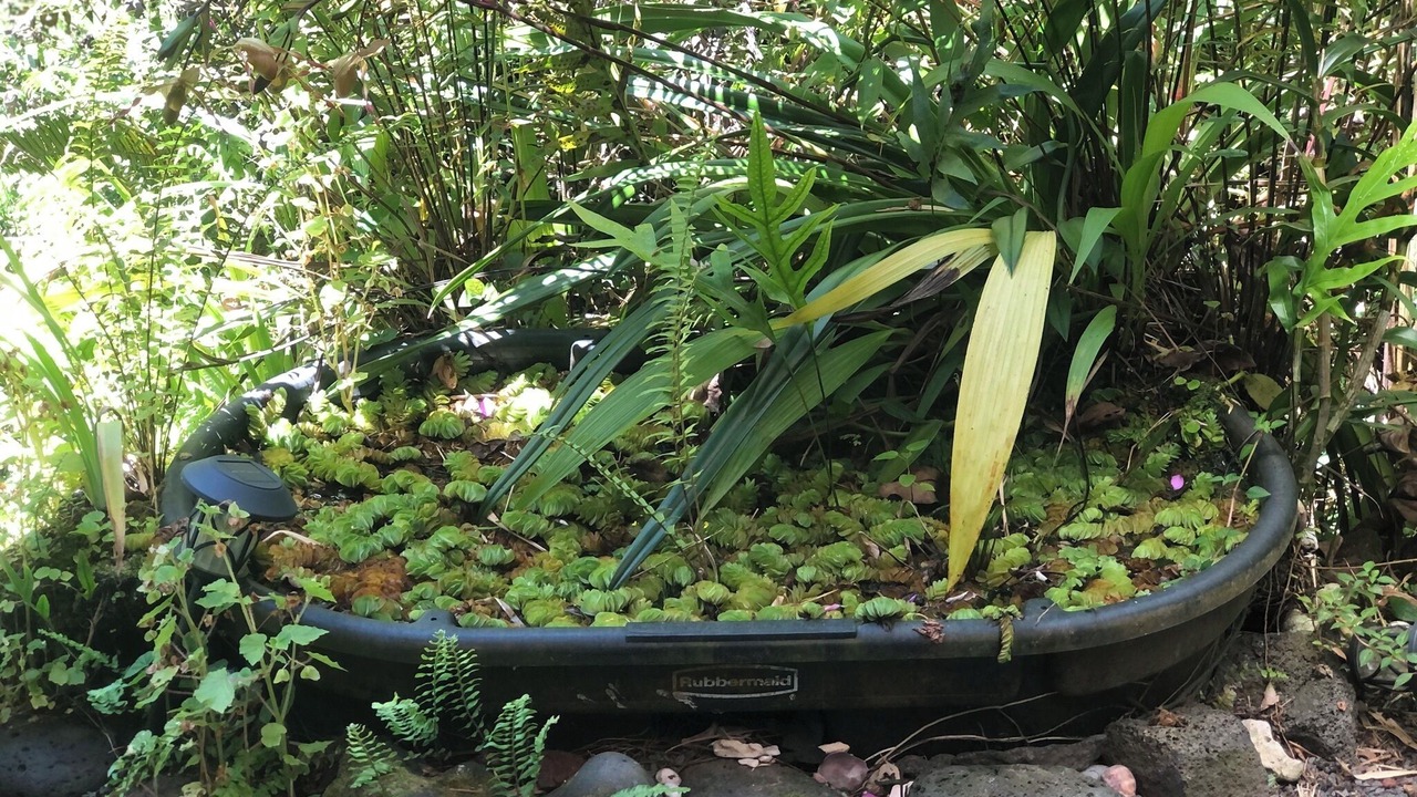 Photo of Outdoor in Kapoho
