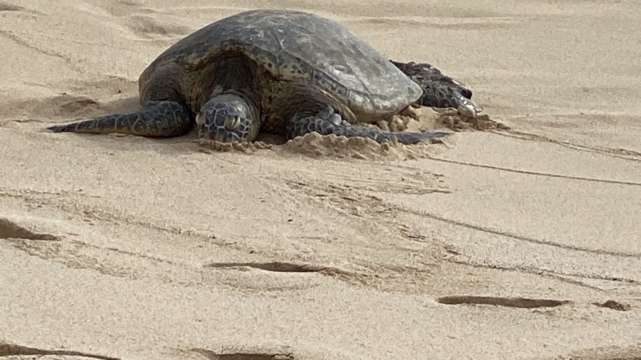 Photo of Others in Makaha Valley
