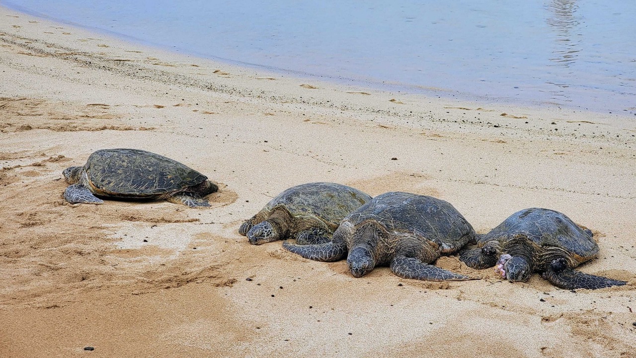 Photo of Others in Hauula