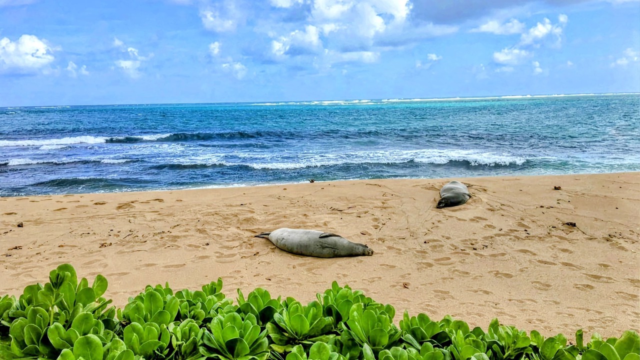 Photo of Others in Hauula
