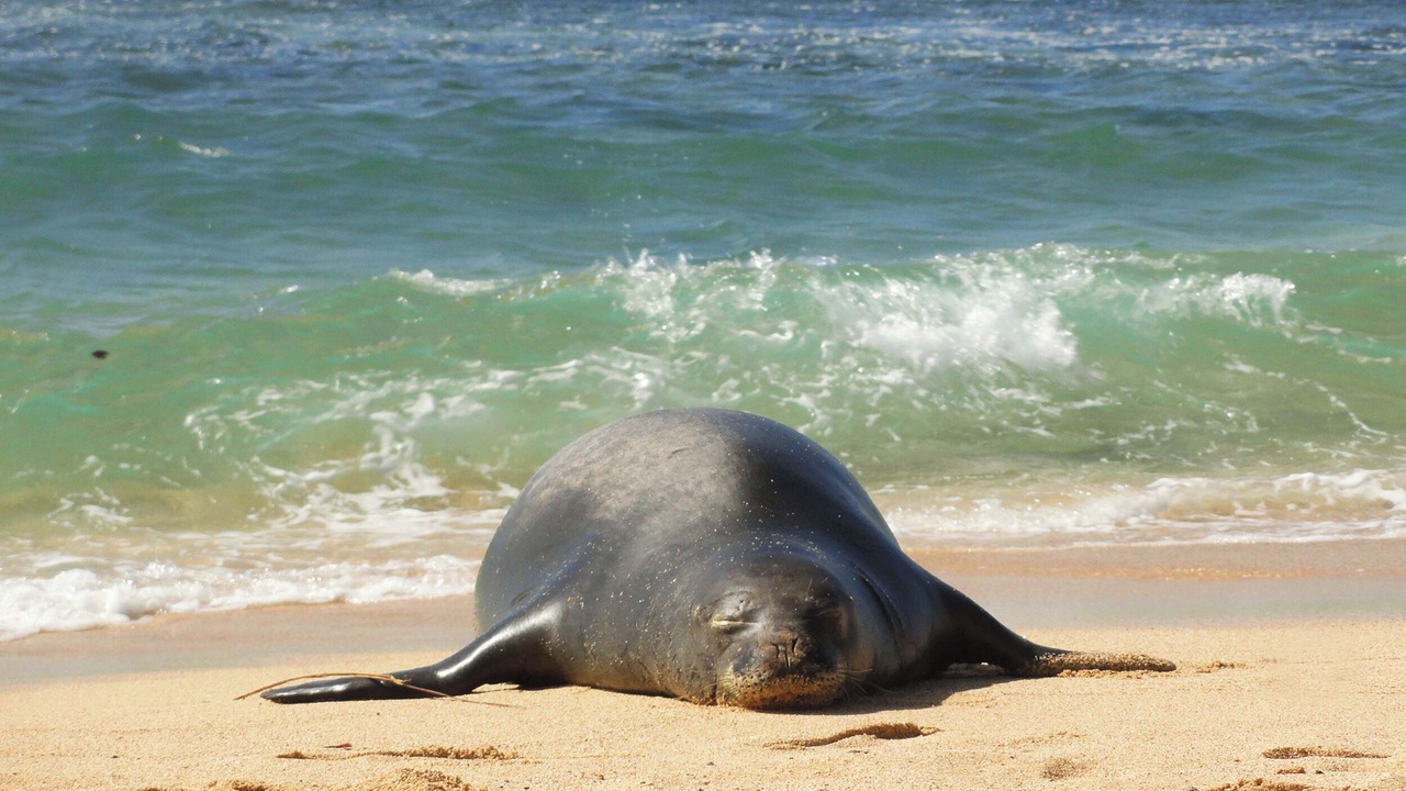 Photo of Others in Poipu