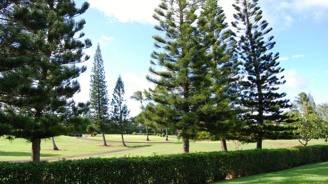 Photo of Others in Kahuku