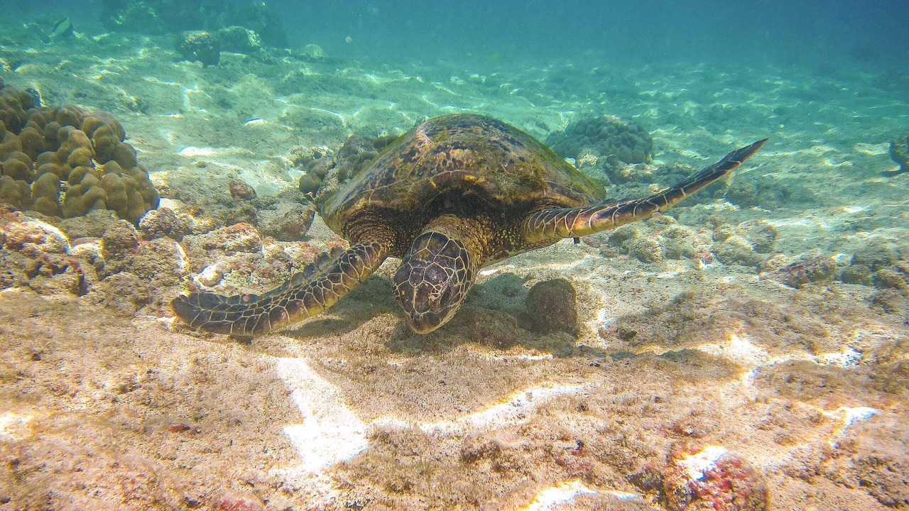 Photo of Others in Kahaluu Bay