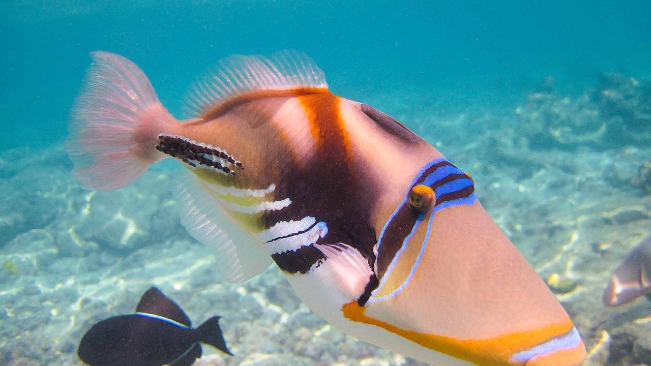 Photo of Others in Kahaluu Bay