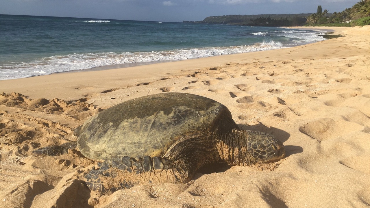 Photo of Others in Kahuku