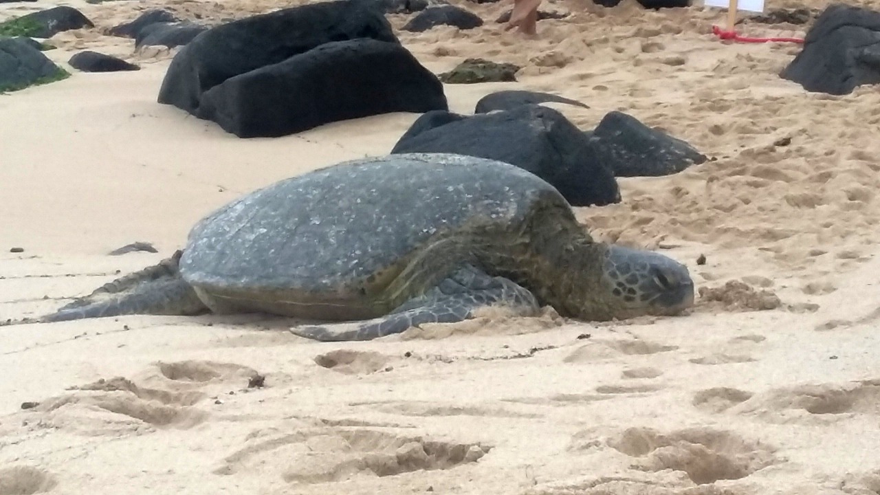 Photo of Others in Kahuku