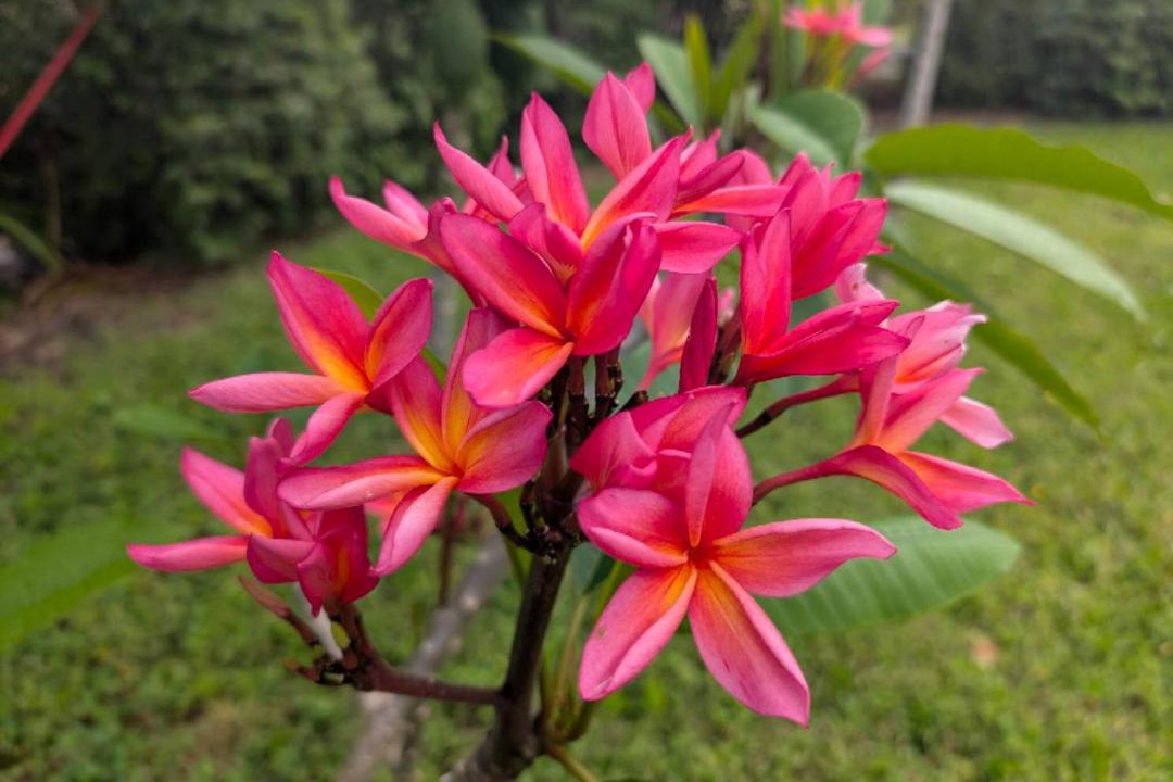 Photo of Outdoor in Kehena