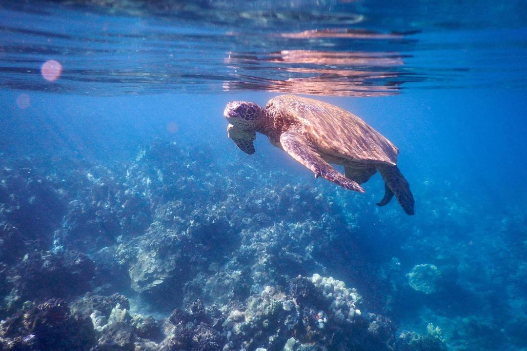 Photo of Human In Picture in Maalaea