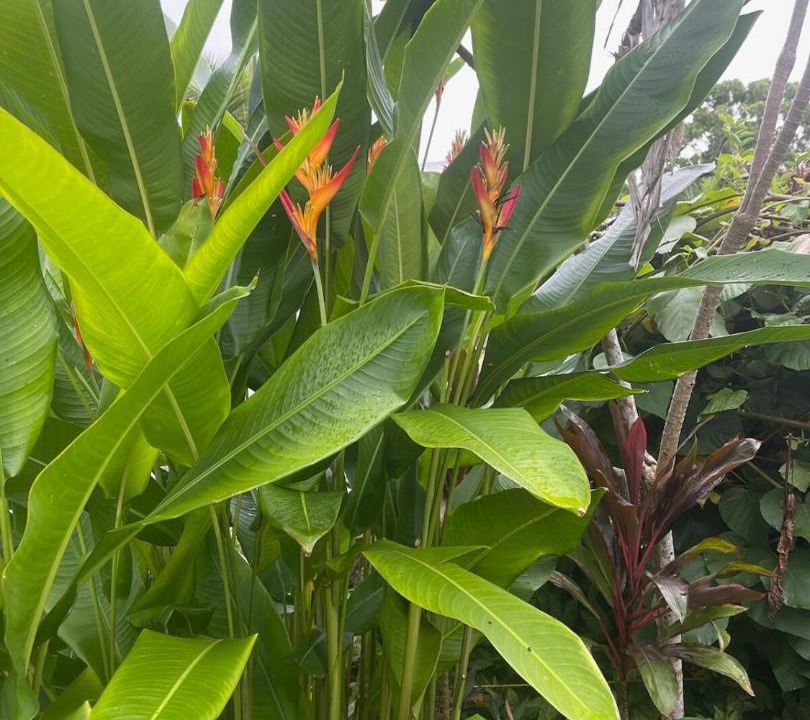 Photo of Others in Kehena