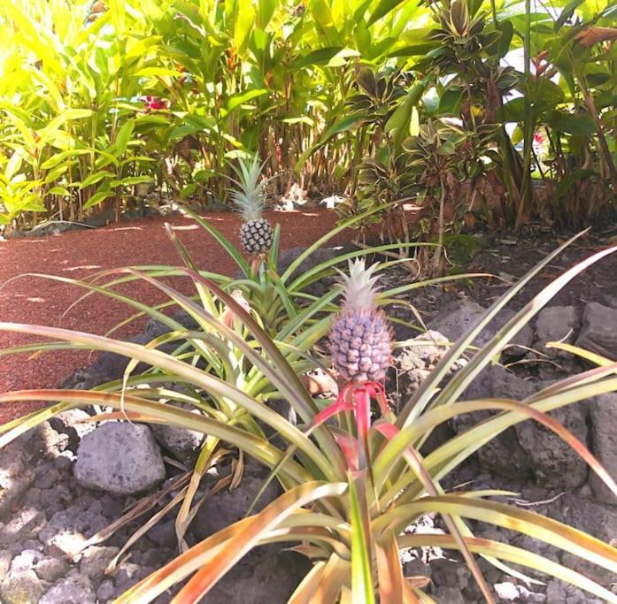 Photo of Outdoor in Kailua-Kona