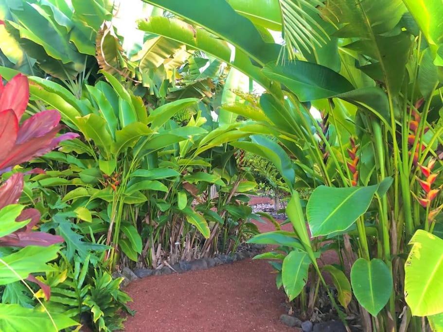 Photo of Others in Kailua-Kona