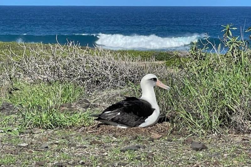 Photo of Others in Makaha Valley