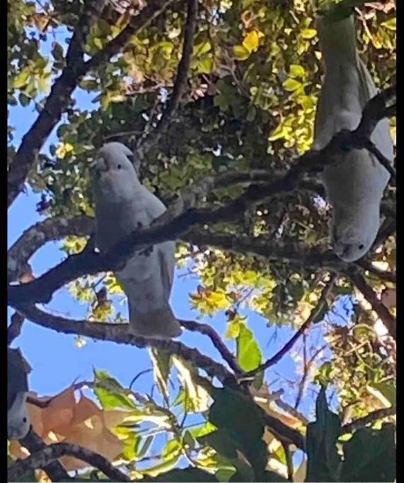 Photo of Others in Kailua-Kona