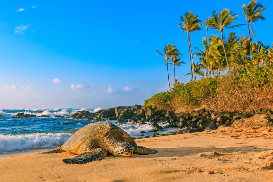 Photo of Outdoor in Punaluu