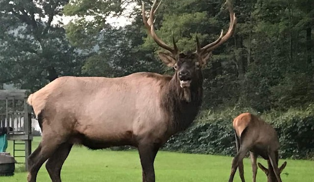 Private retreat in the middle of Elk country