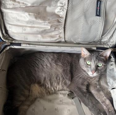 SHARE with working host, WiFi, AC, Pool, walk to Downtown, 15 min to airport - Friendly Cats in house